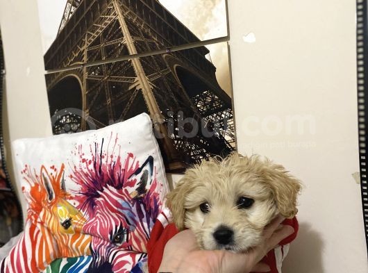 Maltipoo Yavrusu Sağlık Garantili görsel