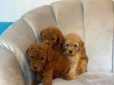Orji̇nal Toy Poodle Yavrularim