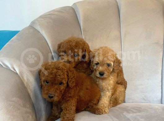 Orji̇nal Toy Poodle Yavrularim görsel