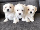 Pamuk Şeker Maltese Terrier Yavrularımız