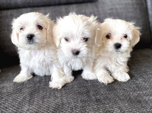 Pamuk Şeker Maltese Terrier Yavrularımız görsel