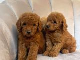 ORJİNAL TOY POODLE YAVRULARIM