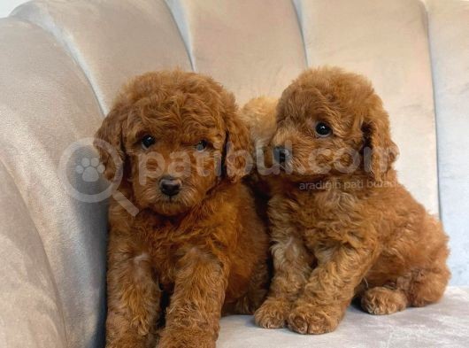 Orji̇nal Toy Poodle Yavrularim