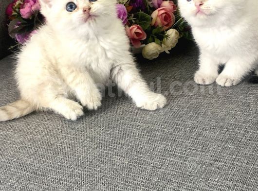 Efsane Güzellikte Bebekler görsel