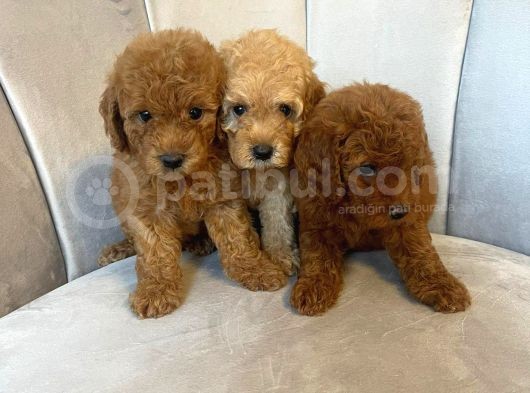 Orji̇nal Toy Poodle Yavrularim görsel