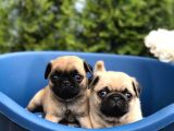 IRKININ EN İYİSİ PUG MOPS YAVRULARIMIZ