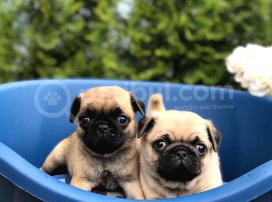 Irkinin En İyi̇si̇ Pug Mops Yavrularimiz