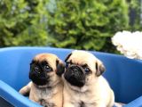 Irkinin En İyi̇si̇ Pug Mops Yavrularimiz