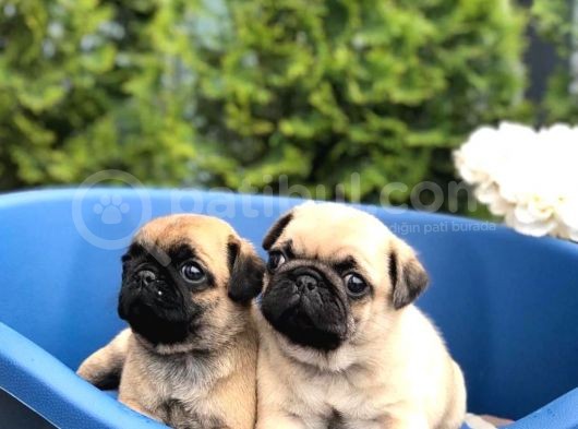 Irkinin En İyi̇si̇ Pug Mops Yavrularimiz görsel