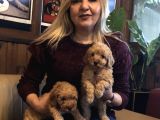 Irk Garantili Harika Toy Poodle Yavrularımız