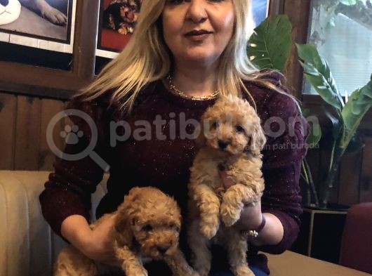 Irk Garantili Harika Toy Poodle Yavrularımız görsel