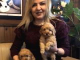 Irk garantili harika Toy Poodle Yavrularımız