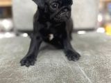 Safkan Pug Mops Bebekler