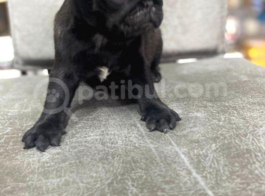 Safkan Pug Mops Bebekler görsel
