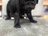 Safkan pug mops bebekler