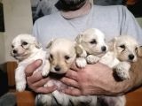 Muhteşem Maltipoo Anne Altından Rezerve Bebekler