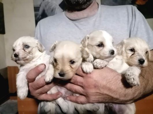 Muhteşem Maltipoo Anne Altından Rezerve Bebekler görsel