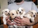 Muhteşem Maltipoo Anne Altından Rezerve Bebekler