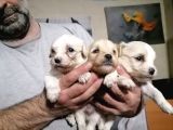 Muhteşem Maltipoo Anne altından rezerve bebekler