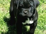 Safkan Cane Corso Muhteşem Bebekler