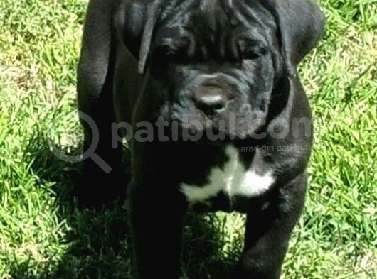 Safkan Cane Corso Muhteşem Bebekler görsel