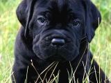 Safkan Cane Corso Muhteşem Bebekler