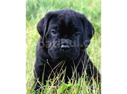 Safkan Cane Corso Muhteşem Bebekler görsel