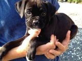 Safkan cane corso muhteşem bebekler
