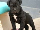 Safkan Cane Corso Muhteşem Bebekler