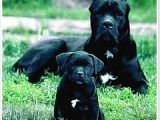 Safkan Cane Corso Muhteşem Bebekler