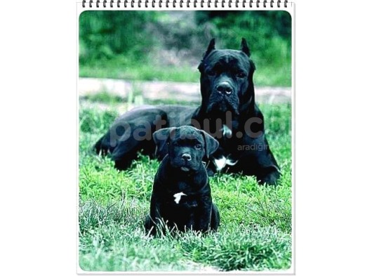Safkan Cane Corso Muhteşem Bebekler görsel
