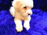 Kampanya Yapiyorum Bu Fiyata Yok