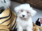 Sifir Numara Maltese Terri̇er Sevi̇mli̇li̇k Abi̇desi̇