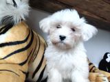 SIFIR NUMARA MALTESE TERRİER SEVİMLİLİK ABİDESİ