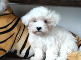 Sifir Numara Maltese Terri̇er Sevi̇mli̇li̇k Abi̇desi̇