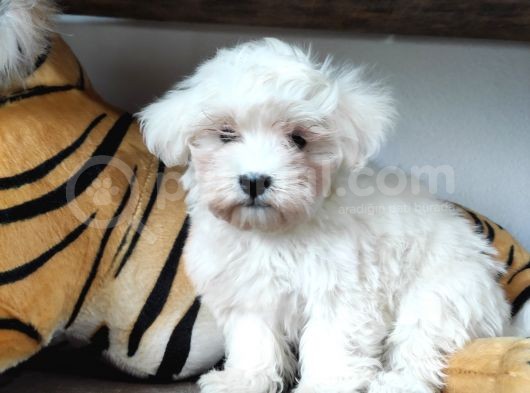 Sifir Numara Maltese Terri̇er Sevi̇mli̇li̇k Abi̇desi̇ görsel