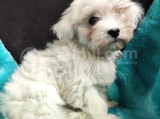 Sifir Numara Maltese Terri̇er Sevi̇mli̇li̇k Abi̇desi̇ görsel