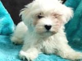 Muhteşem Maltese Terri̇er Sifir Numara