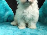 Muhteşem Maltese Terri̇er Sifir Numara