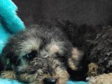 BLACK TAN DİŞİ TOY POODLE YAVRUMUZ