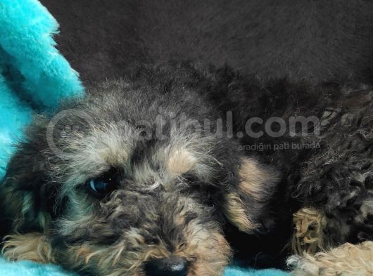 Black Tan Di̇şi̇ Toy Poodle Yavrumuz