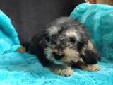 Black Tan Di̇şi̇ Toy Poodle Yavrumuz