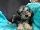 Black Tan Di̇şi̇ Toy Poodle Yavrumuz