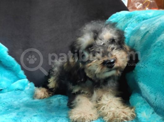 Black Tan Di̇şi̇ Toy Poodle Yavrumuz görsel