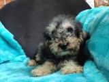 Black Tan Di̇şi̇ Toy Poodle Yavrumuz