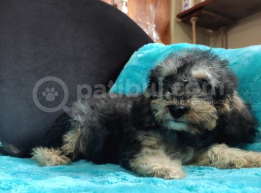 Black Tan Di̇şi̇ Toy Poodle Yavrumuz görsel