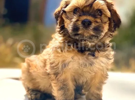 Sıfır Numara Maltipoo Yavrumuz