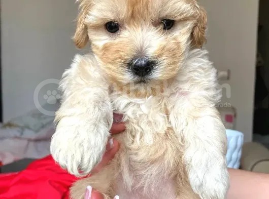 F1 Maltipoo Yavrularımız İstanbul Içi Teslim görsel
