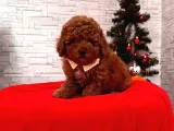 2,5 KG garantili, Kore kanı saf ToyPoodle
