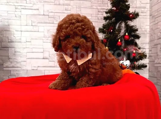 2,5 Kg Garantili, Kore Kanı Saf Toypoodle